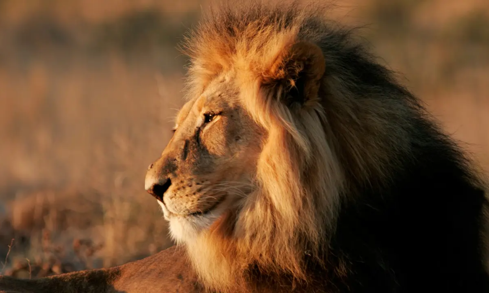 Close-up of a male lion resting, with its mane illuminated by the warm light of sunset.