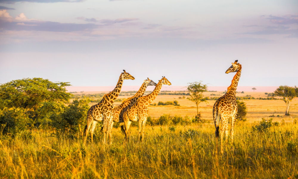 A group of giraffes grazing in the savannah, set against the backdrop of a clear blue sky and distant hills.